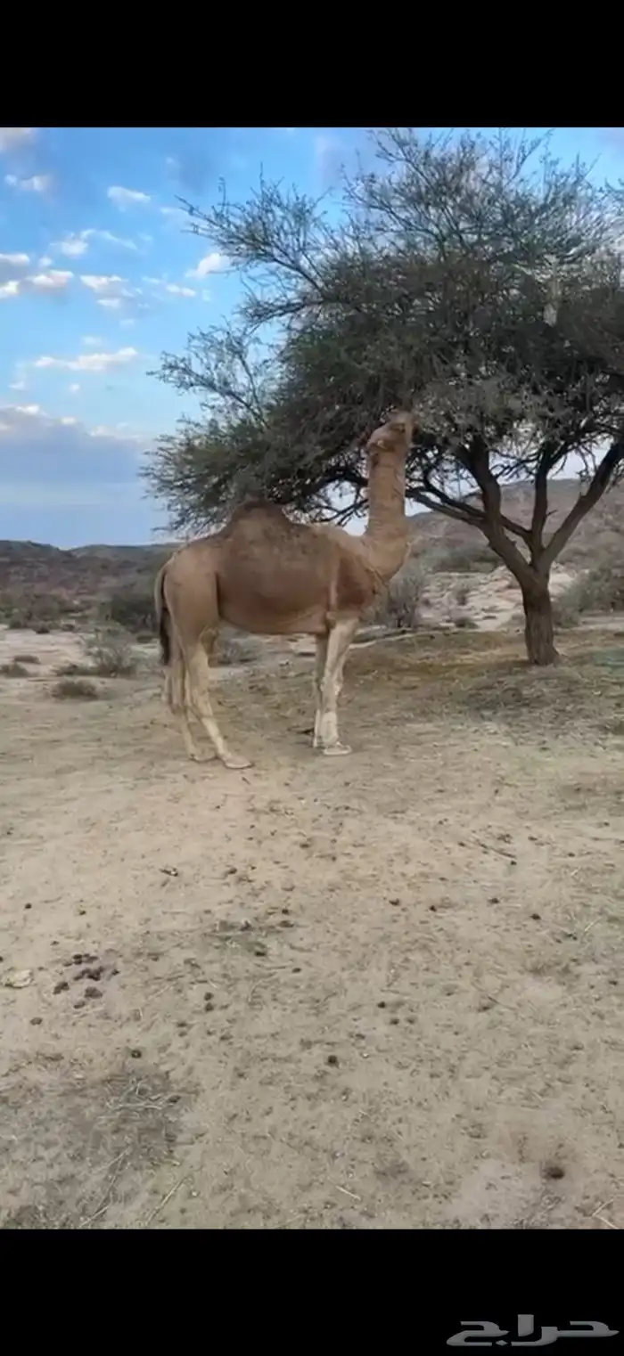 بعير احمر 0