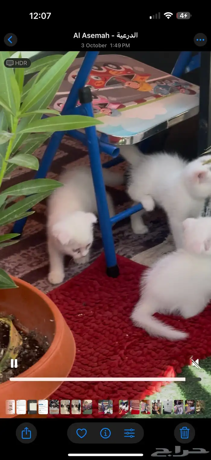 قطط اسكوتش صغيرة للبيع 0