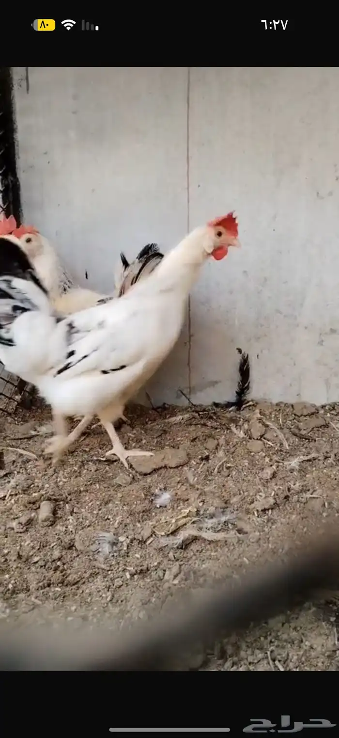 دجاج حمام 1