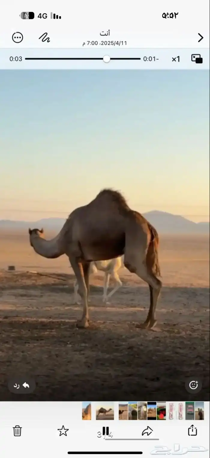 ناقه على ضراب طيبه 1