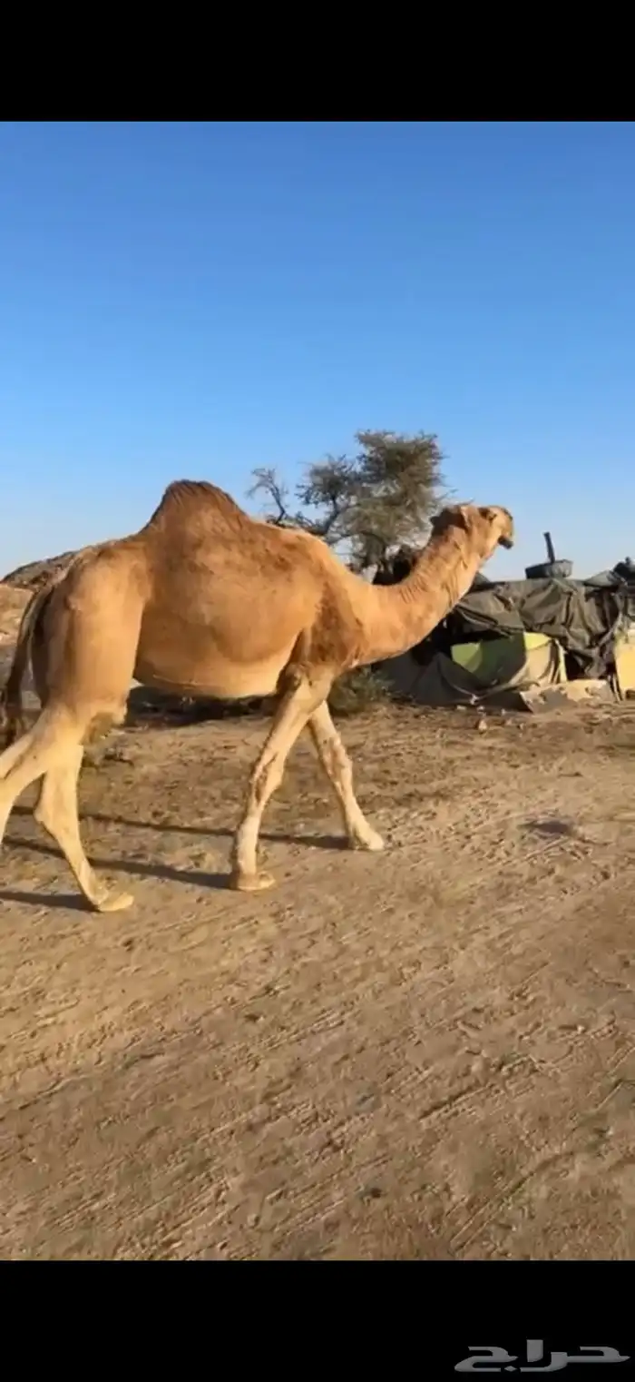 بعير احمر 1