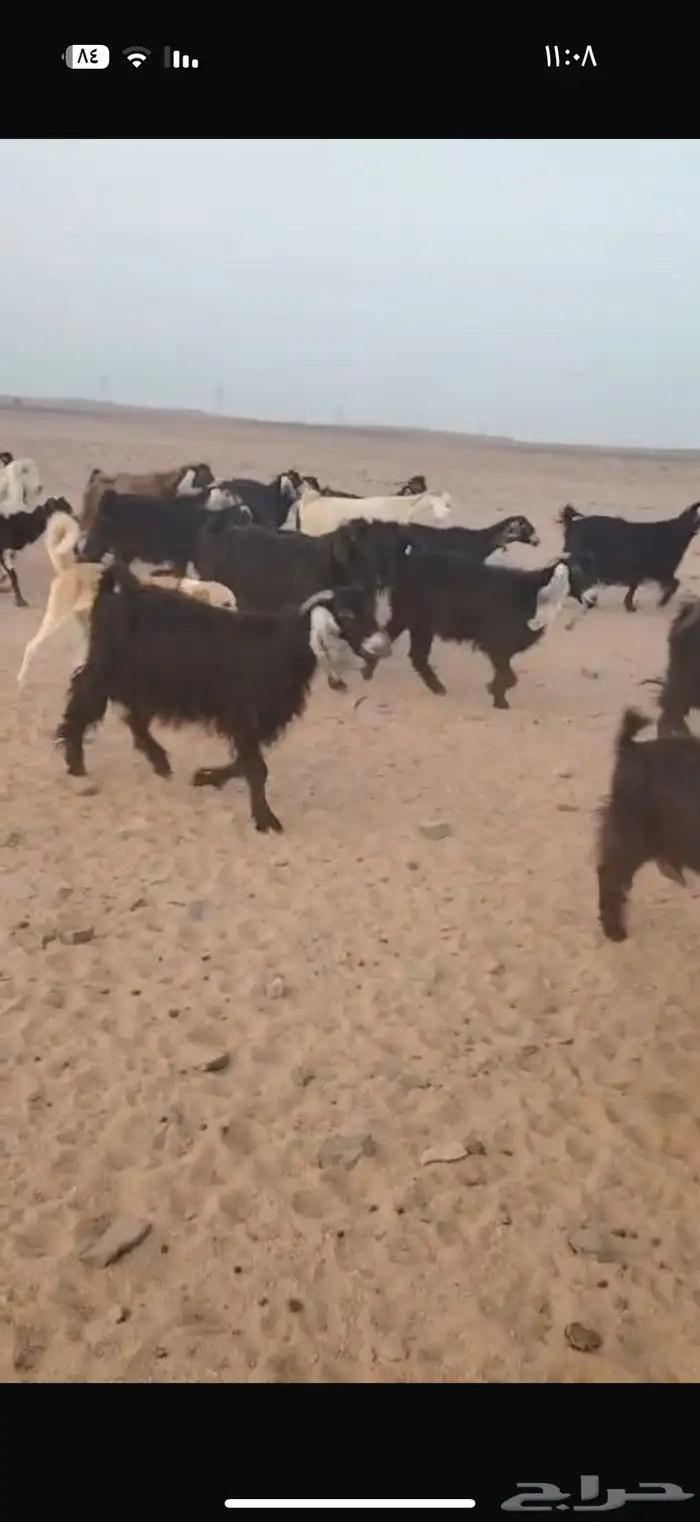 معزى مراح العدد حول 50 2