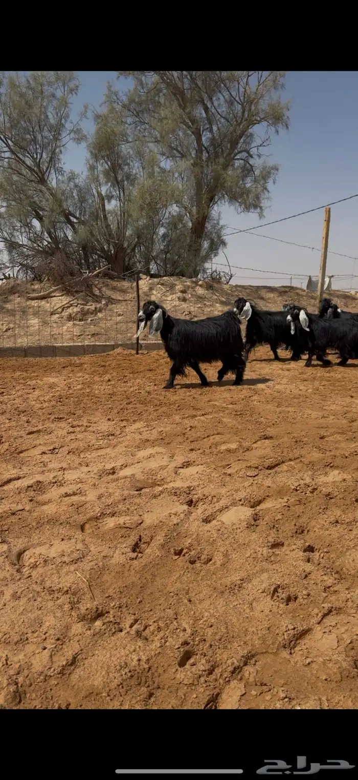 العرض معزا عوارض مراح واحد دفيع وضريع 4