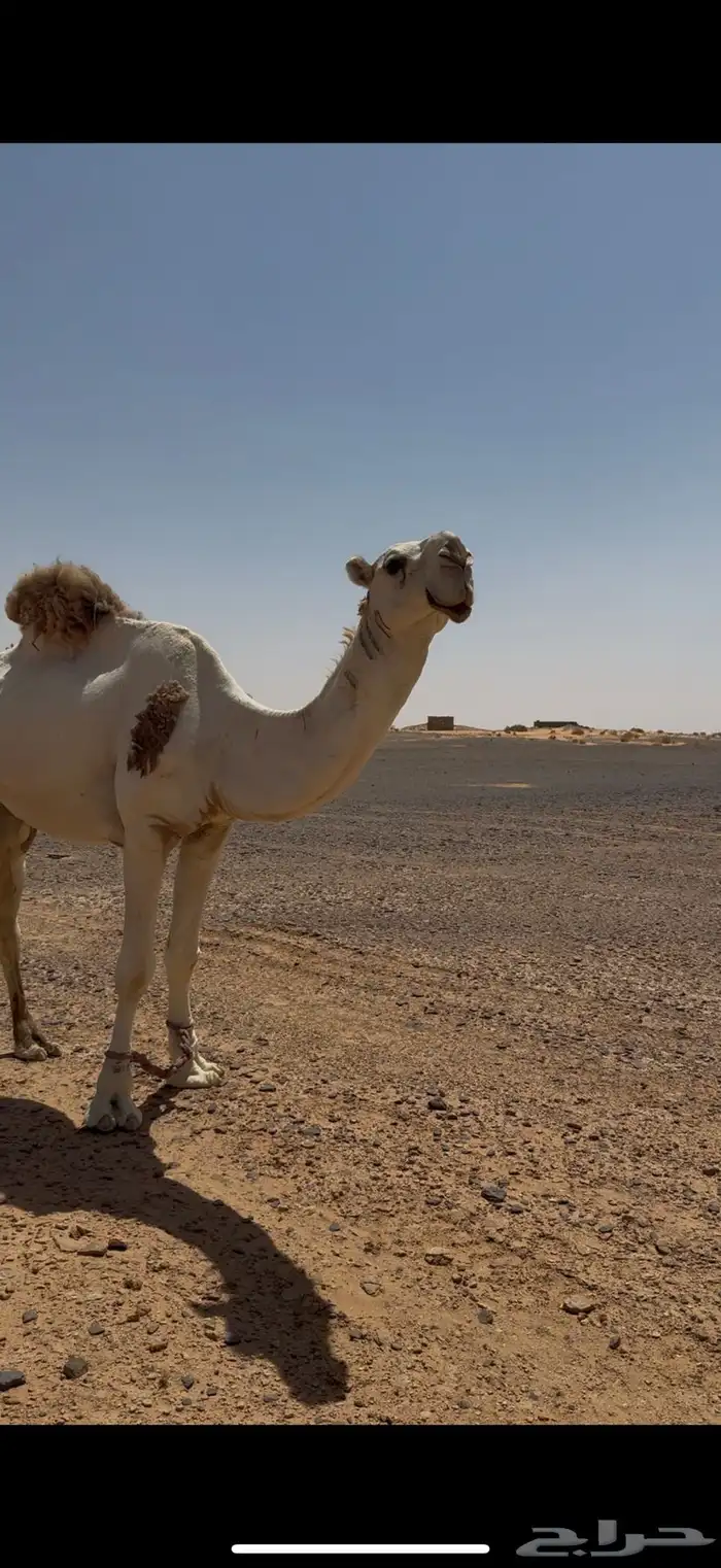 للبيع بعير طيب بلحيل 0