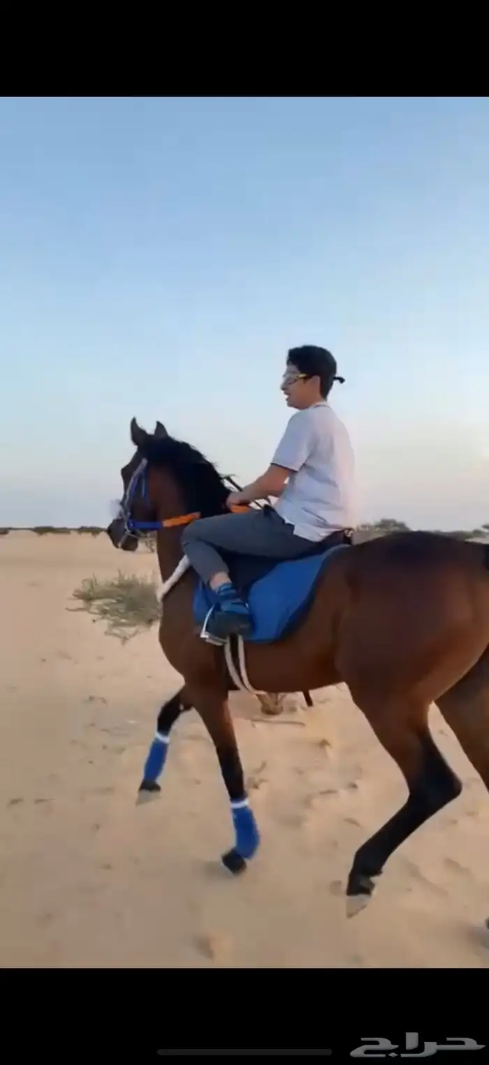 حصان سبق ومحقق 0