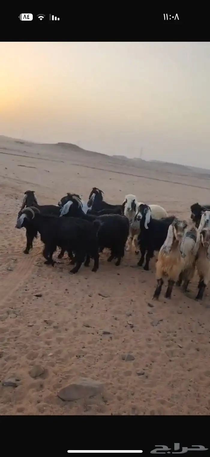 معزى مراح العدد حول 50 0