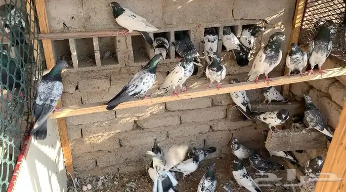 مجموعة حمام باكستاني 4