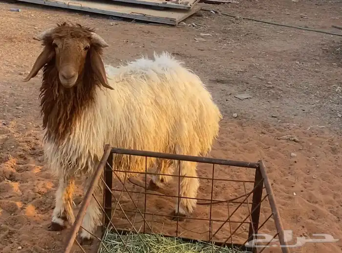 خروف نعيمي 0
