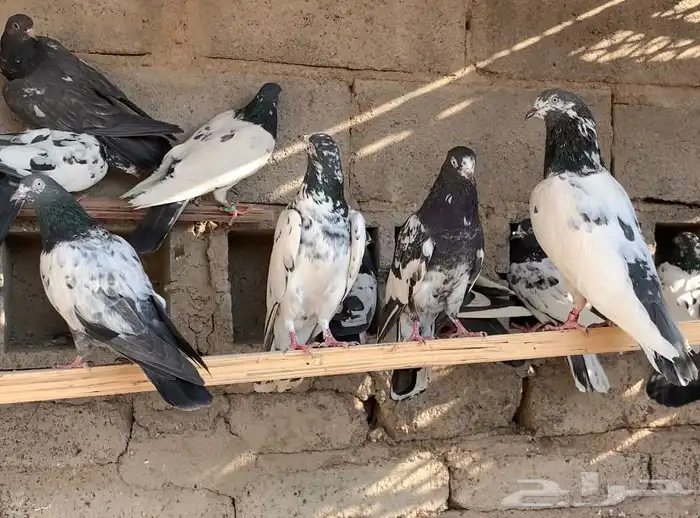 مجموعة حمام باكستاني 10