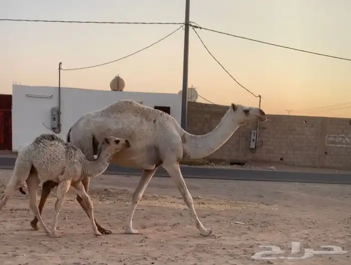 عشراء ثنيه تحتها قعود 4