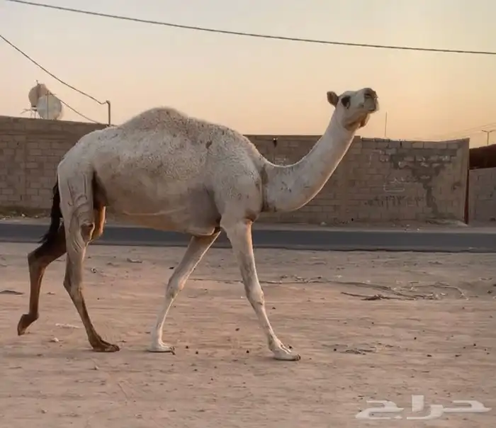 عشراء ثنيه تحتها قعود 0