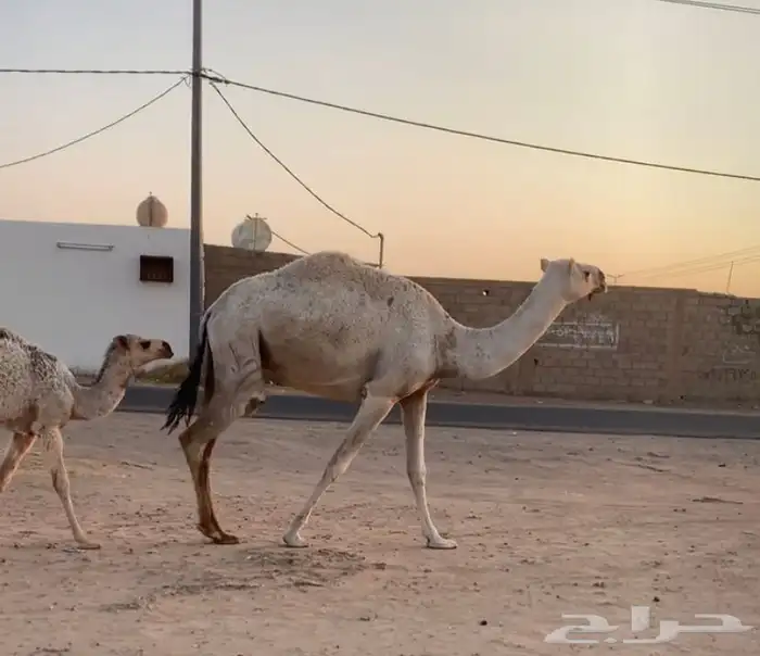عشراء ثنيه تحتها قعود 3