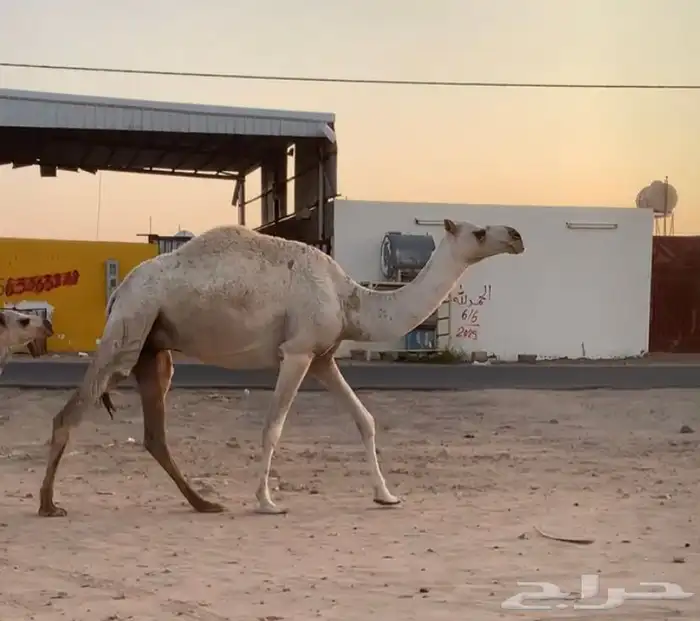 عشراء ثنيه تحتها قعود 5