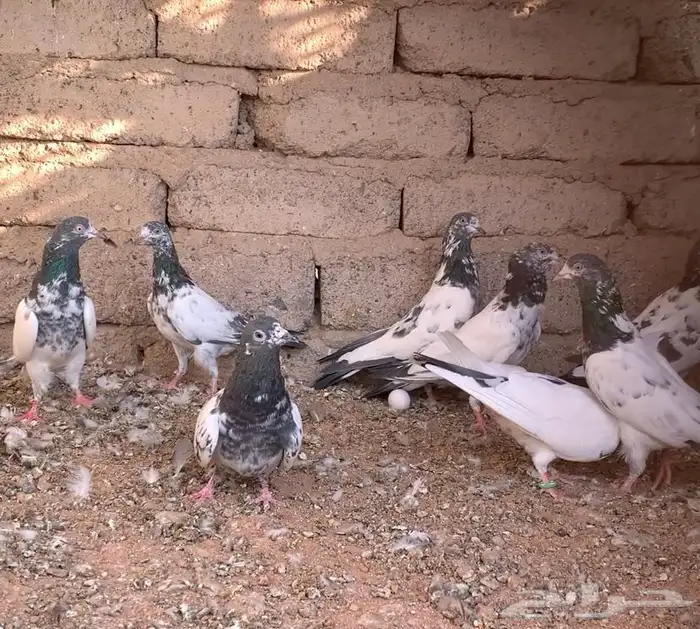 مجموعة حمام باكستاني 6
