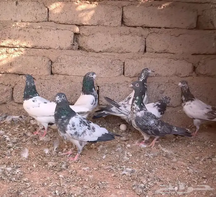 مجموعة حمام باكستاني 9