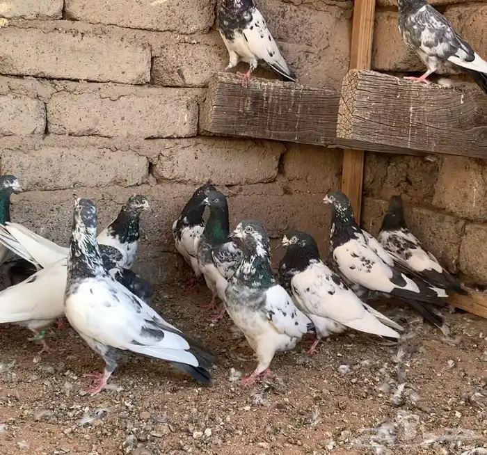 مجموعة حمام باكستاني 8