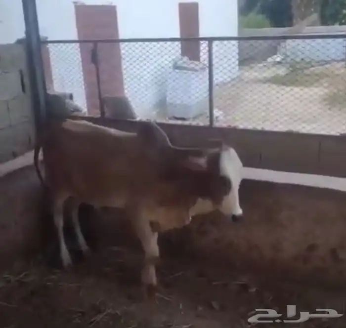 حسلان للبيع 2
