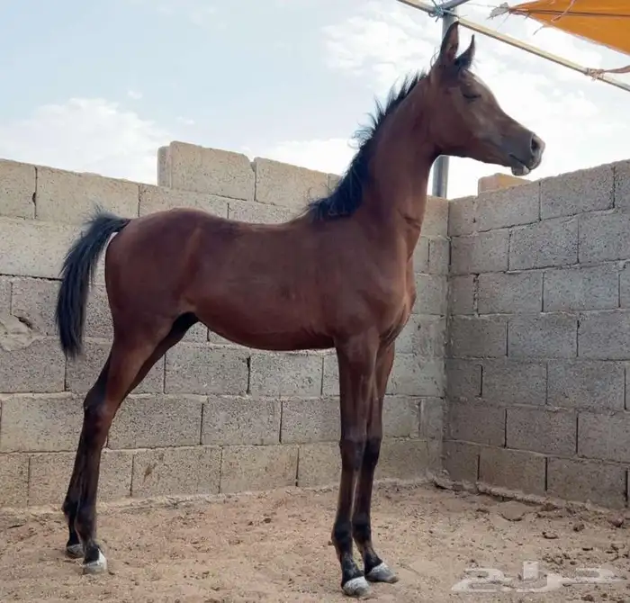 فرس واهو جمال 0