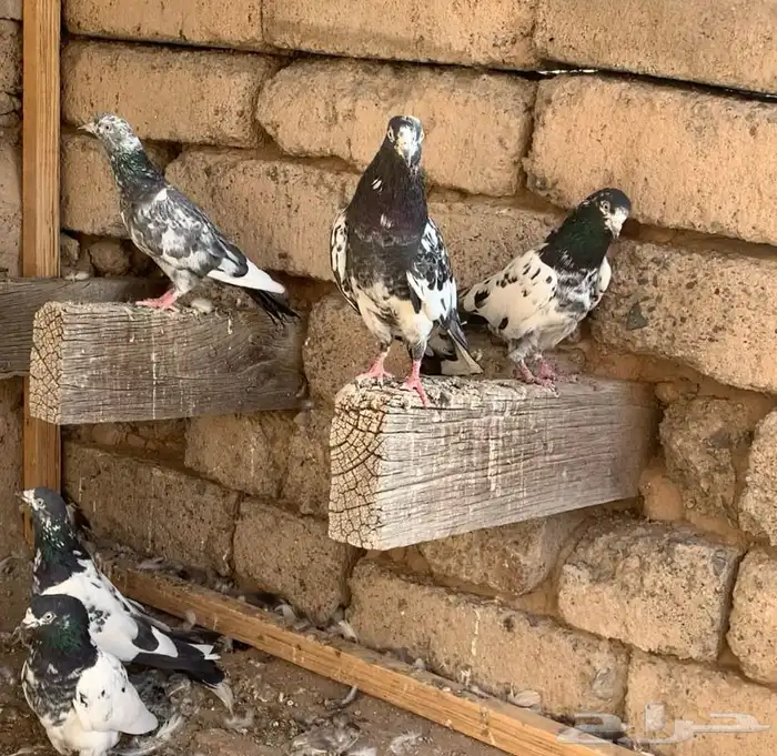 مجموعة حمام باكستاني 7