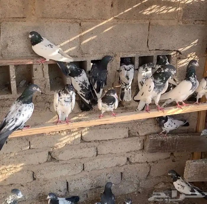 مجموعة حمام باكستاني 5