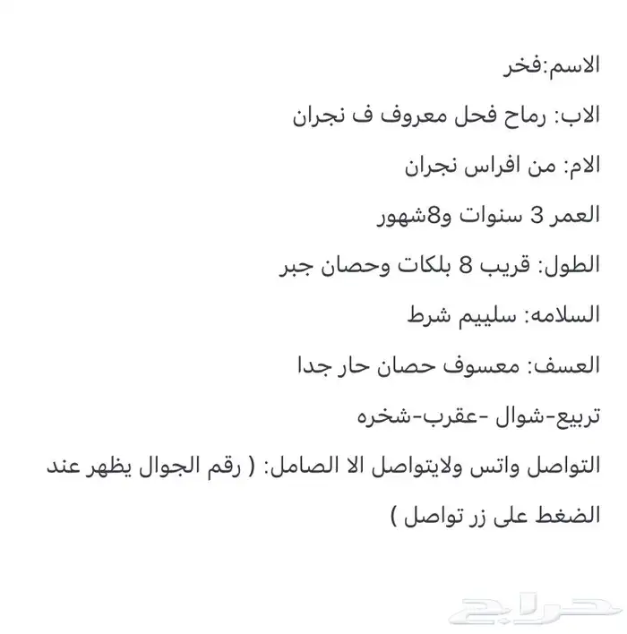 حصان شعبي شيخ 1