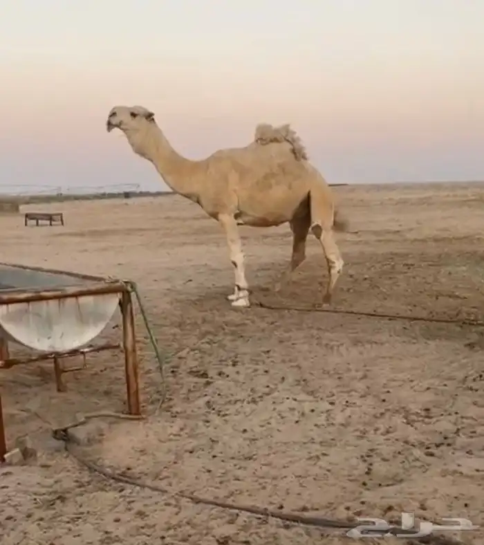 ابل ذود وضح كفو وطيبه للبيع 17