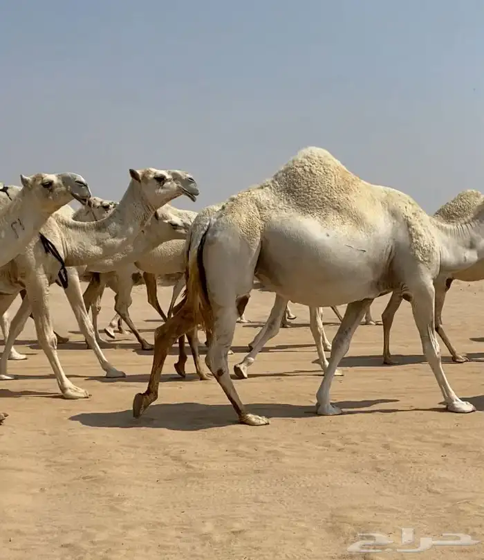ابل ذود وضح كفو وطيبه للبيع 11