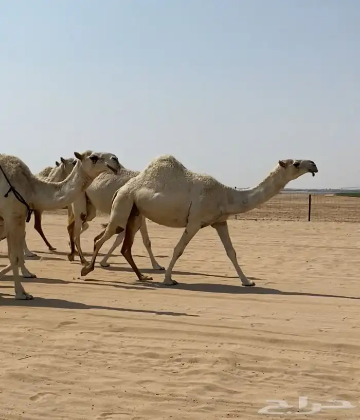 ابل ذود وضح كفو وطيبه للبيع 13