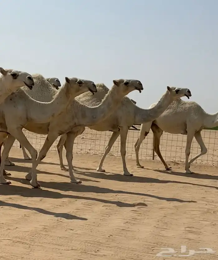 ابل ذود وضح كفو وطيبه للبيع 4