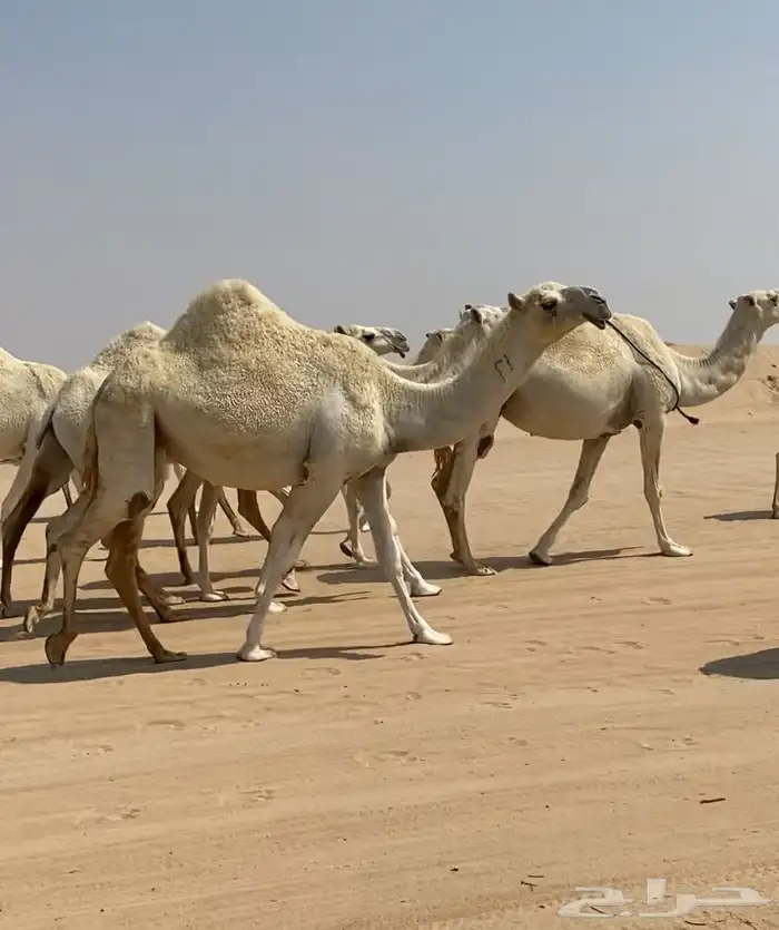 ابل ذود وضح كفو وطيبه للبيع 5