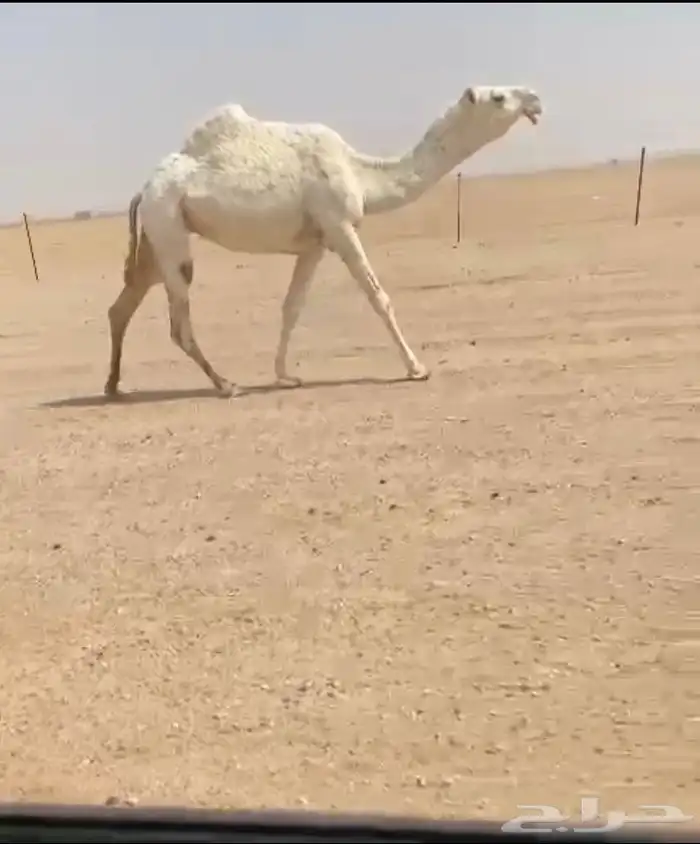 للبيع ثنيه لقحه 0