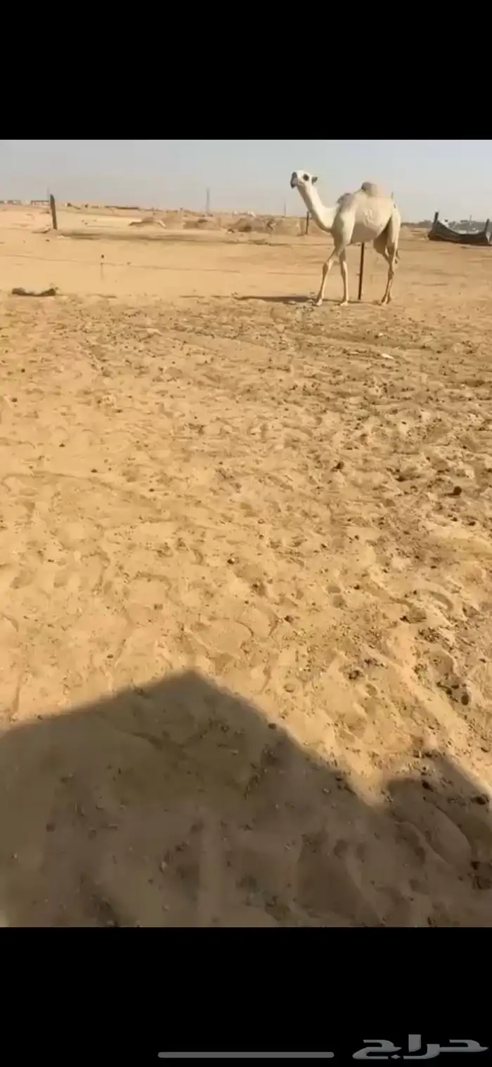 قعود كفوو 2