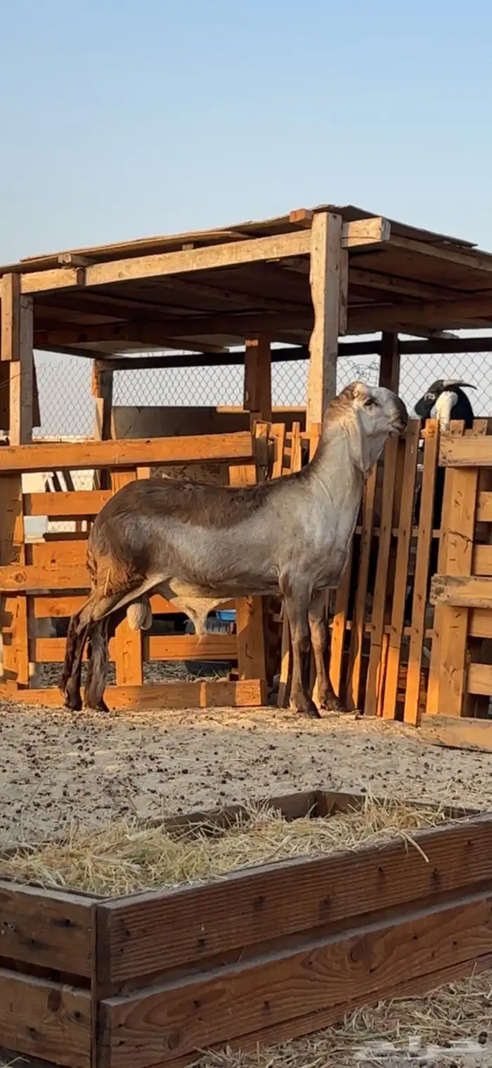 خروف درماني 1