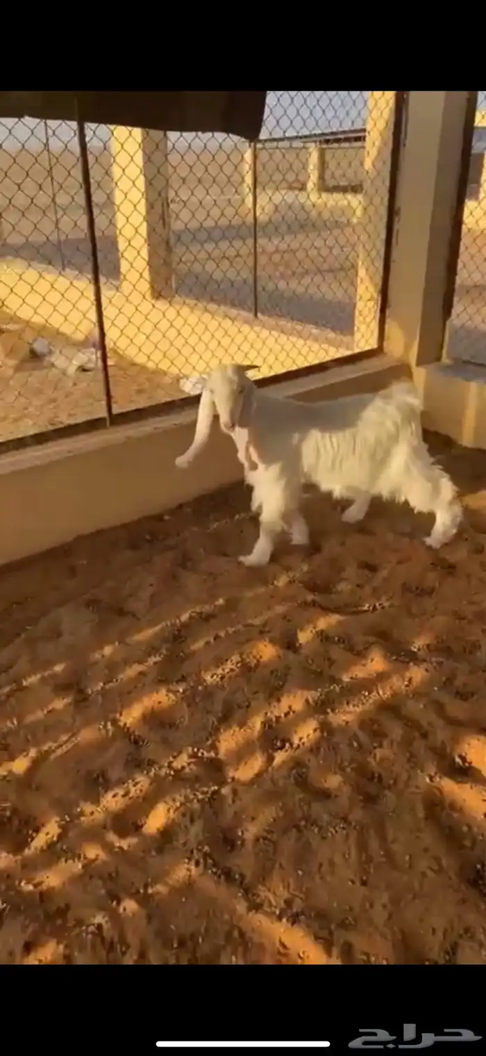 تيس عمره 5 شهور شحمم والظهر حد الغلاق 2