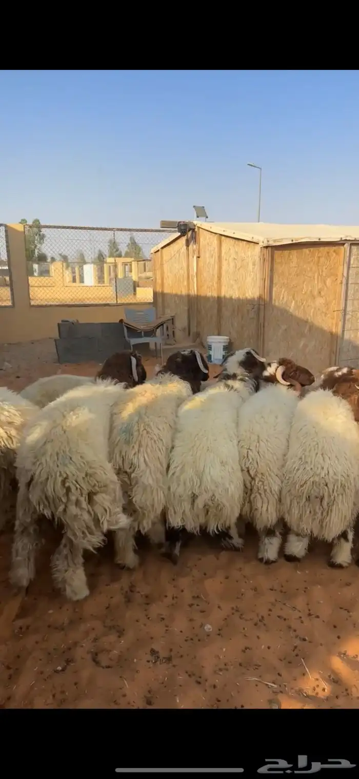 خرفان نعيم 0