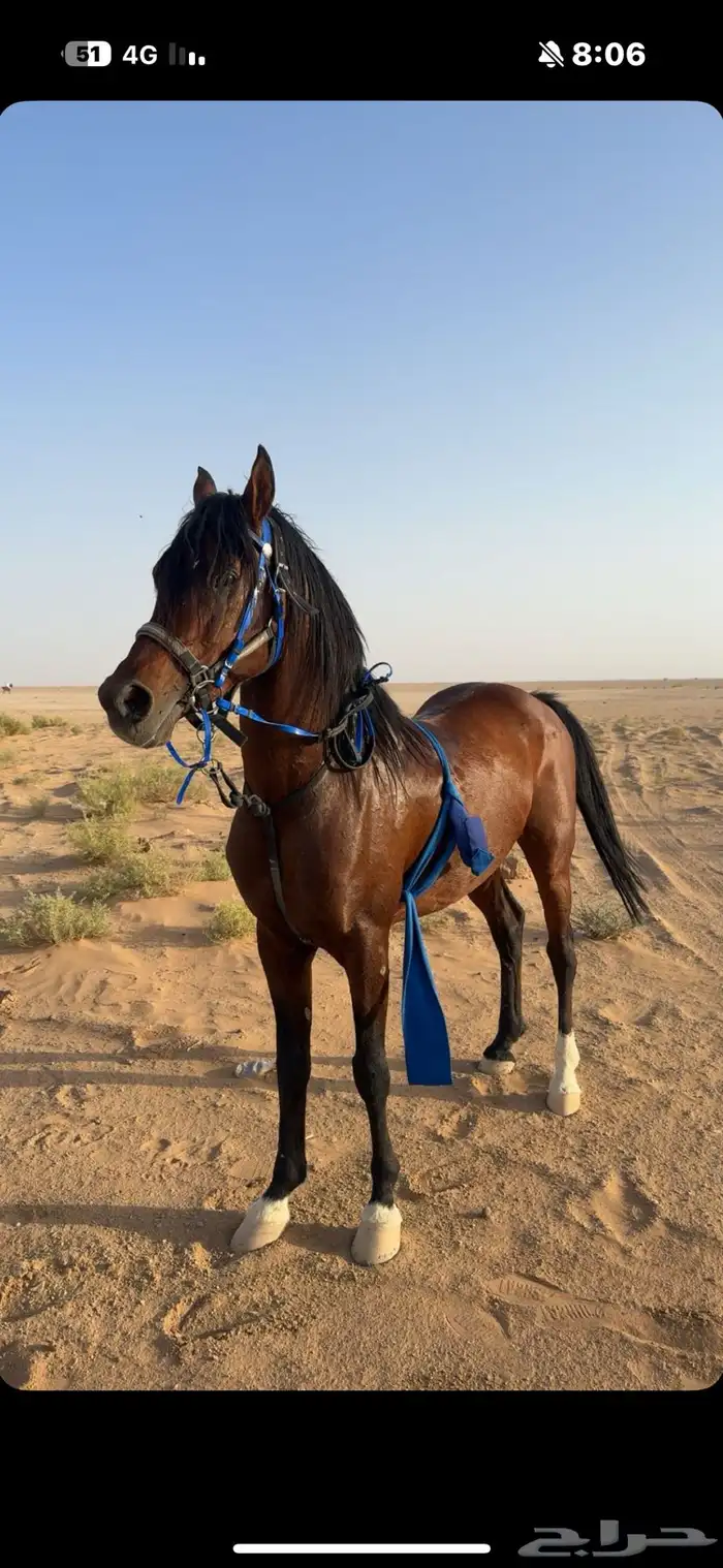 خيل شعبي 1