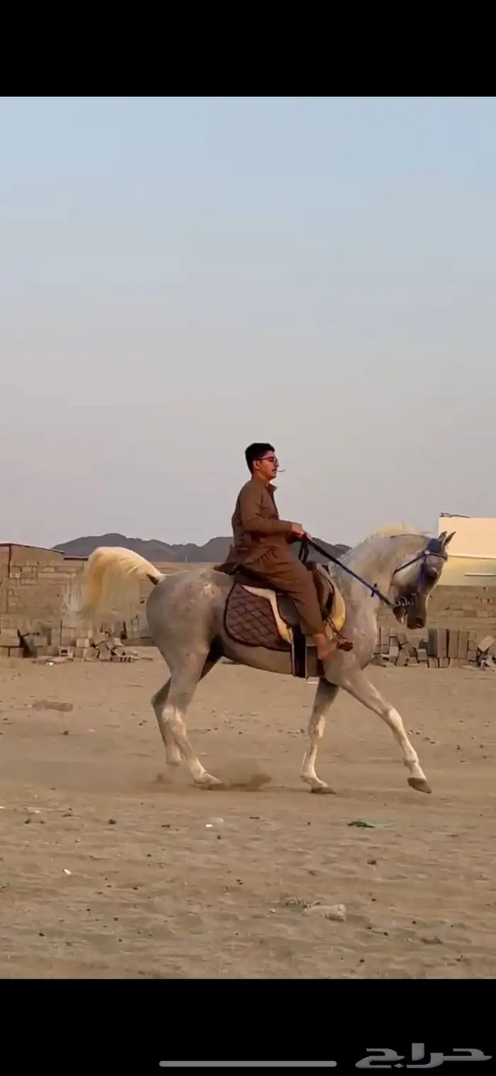 حصان خط جمال 0