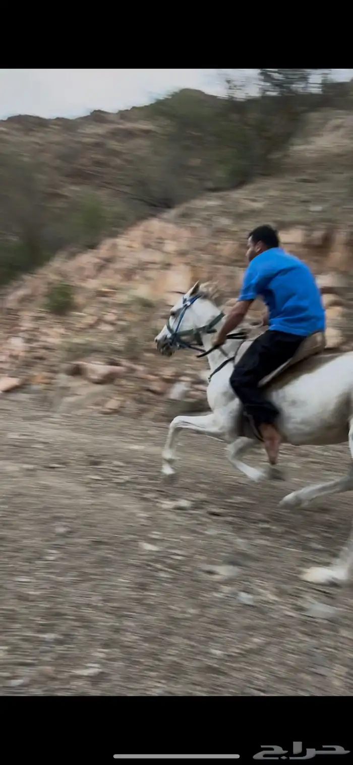 حصان شعبي حار 2