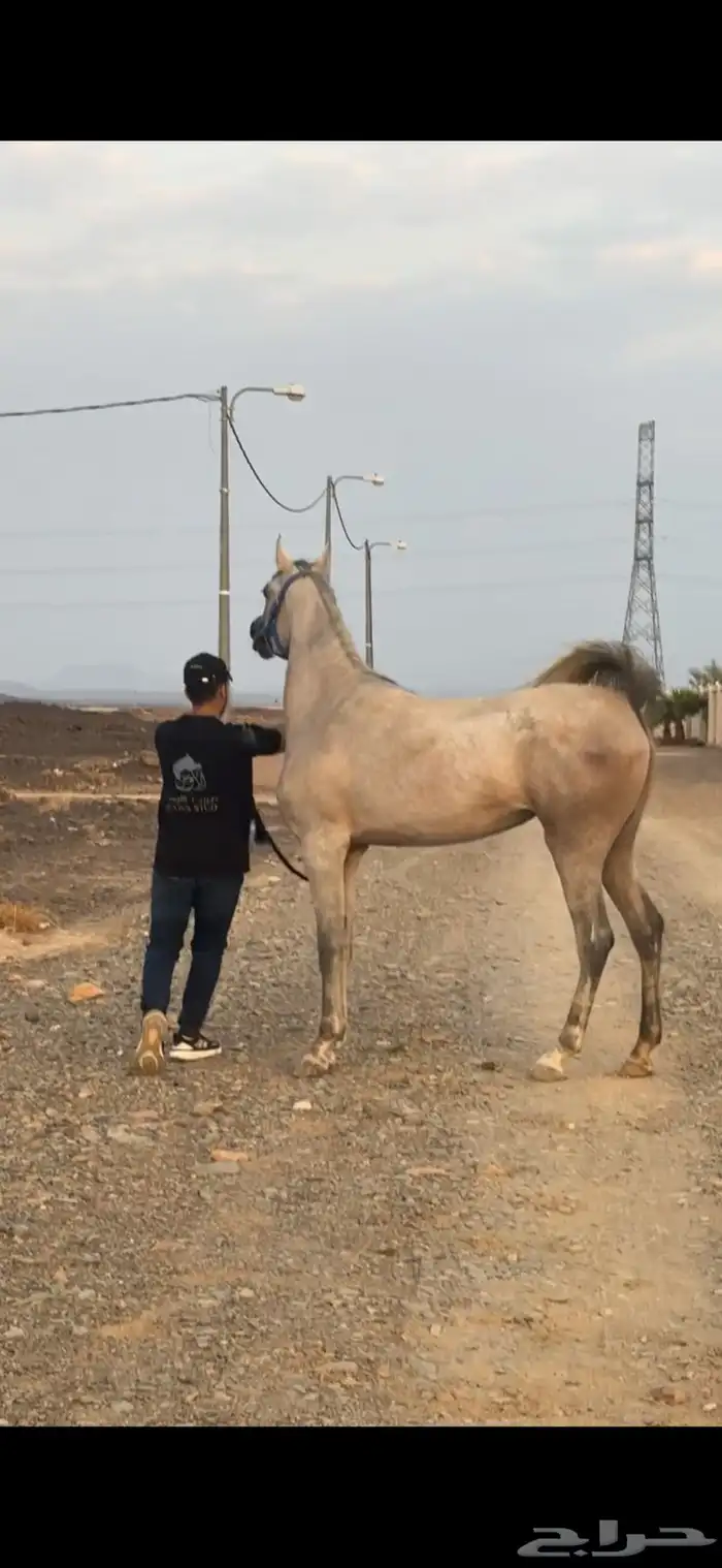 فرس واهو جميلة جدا 0