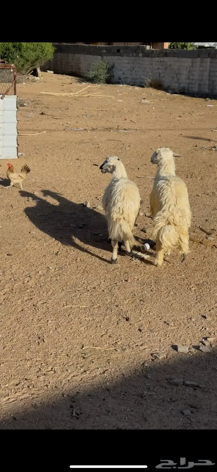 خرفان 1
