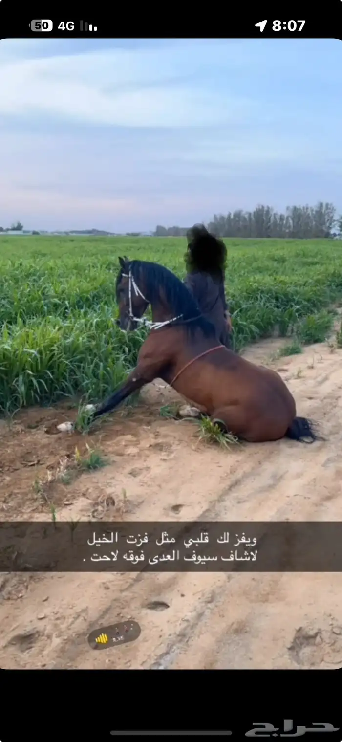 خيل شعبي 0