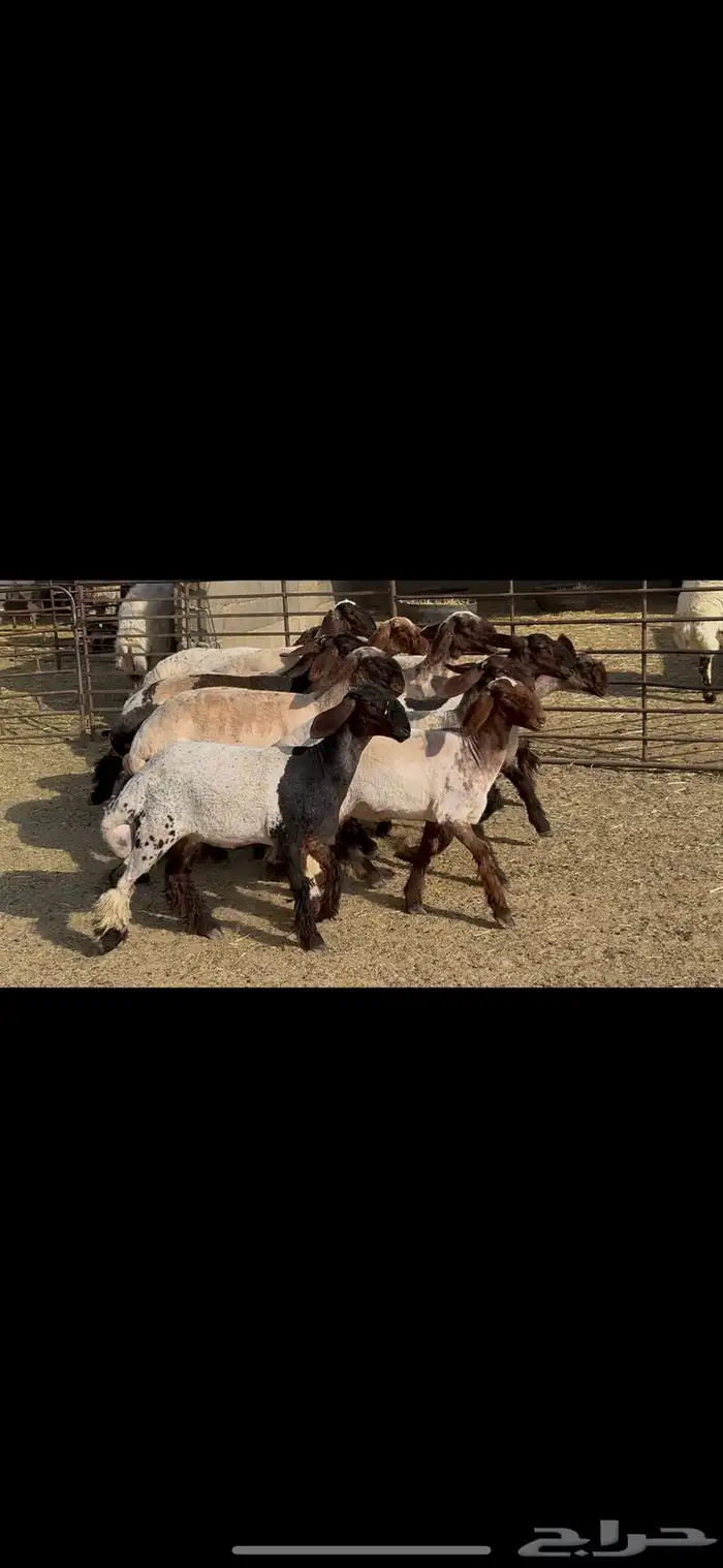 جذعات نعيم صنف 2