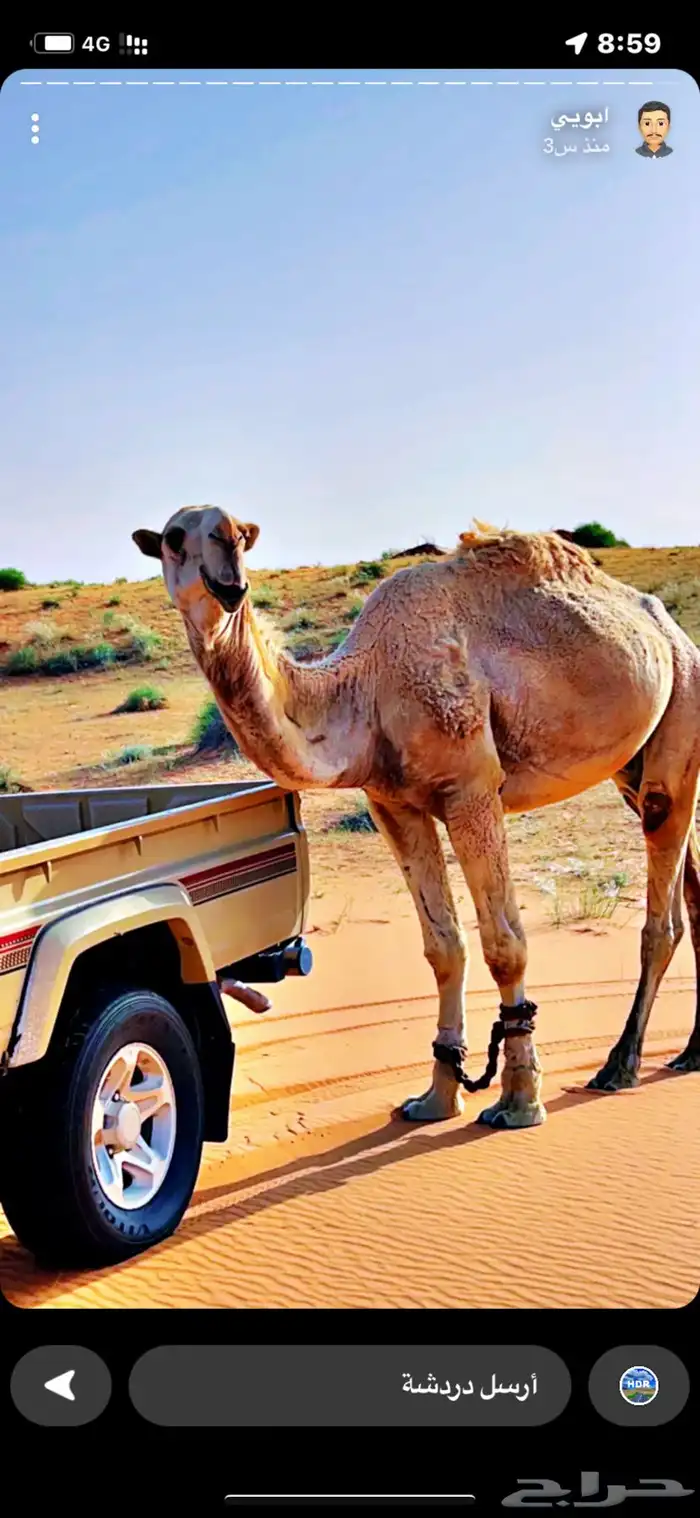 جمل تمامي على النايف بعير هيف بن عبود القحطاني 2