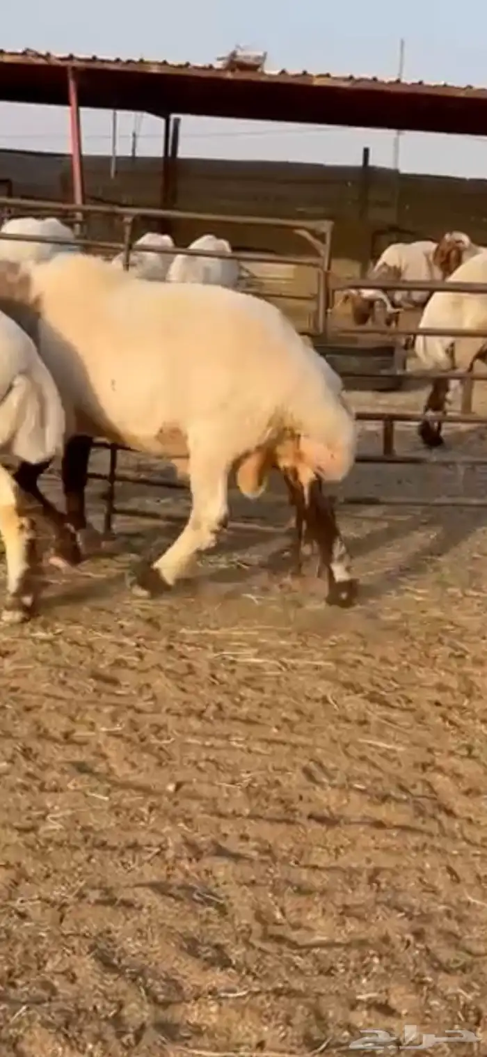 فحول أنعيم طيبه اللبييع 8