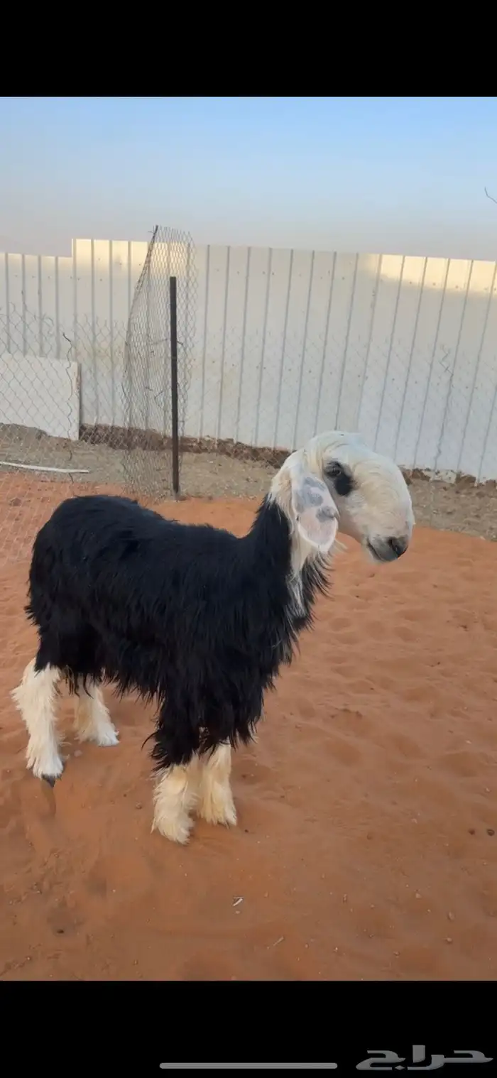 رخل نجدية كفو 1