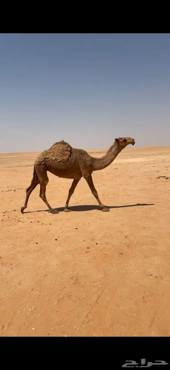 بكره شعلا كفو 0