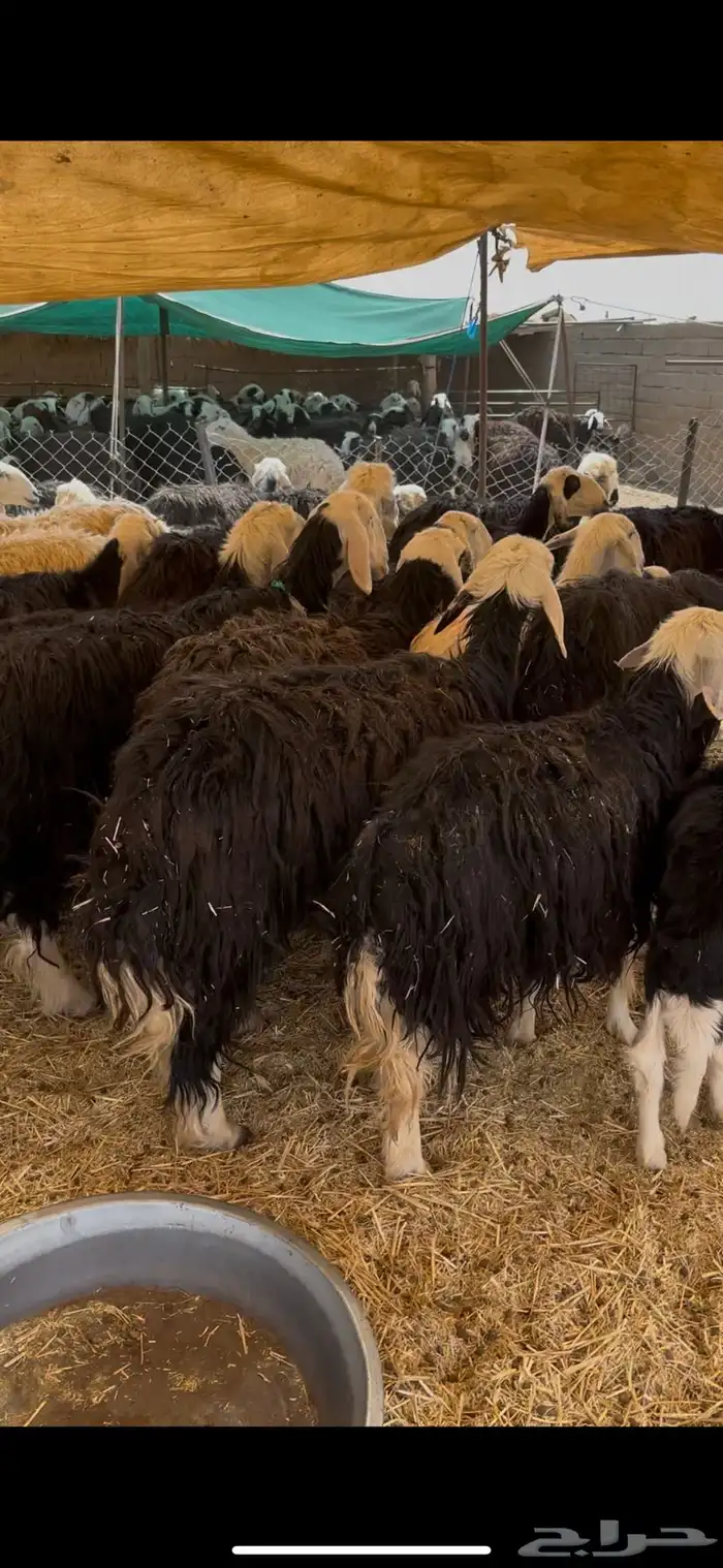 للبيع غنم نجد مواليد 2