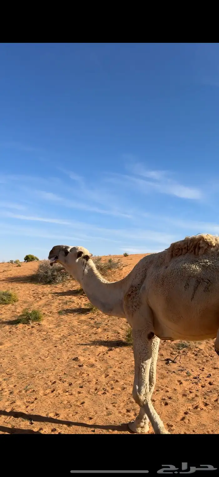 جمل تمامي على النايف بعير هيف بن عبود القحطاني 1
