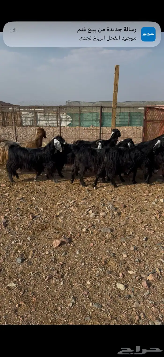 معزاء 3