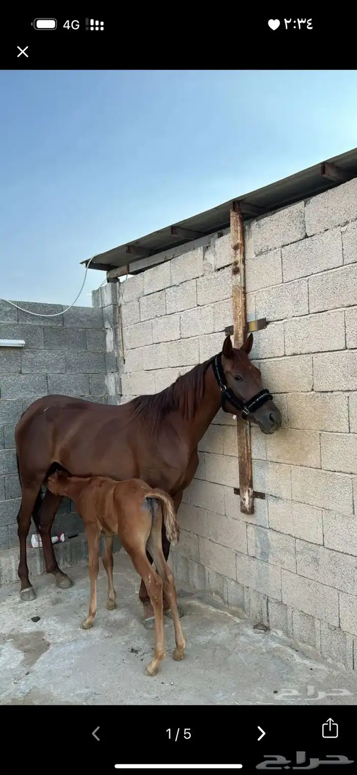 عندي خيل للبيع فرس معها مهرتها شعبيه ومهر عمره سنتين 0